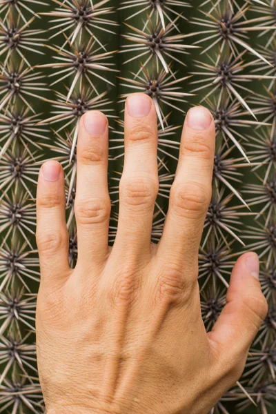 Kadar yakın büyük kaktüs ve üzerinde el