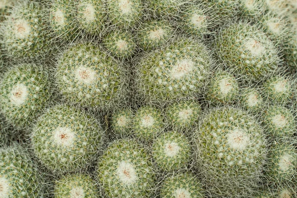 Sukulenty Naturalnym Środowisku Kaktus Pustyni Zewnątrz — Zdjęcie stockowe