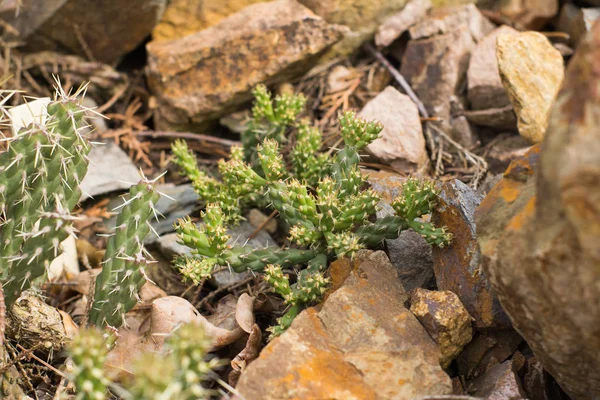 Succulents Dans Habitat Naturel Cactus Dans Désert Extérieur — Photo