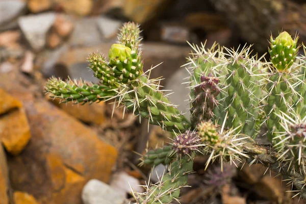 Suculentas Hábitat Natural Cactus Desierto Aire Libre: fotografía de stock  © serejkakovalev #203646786