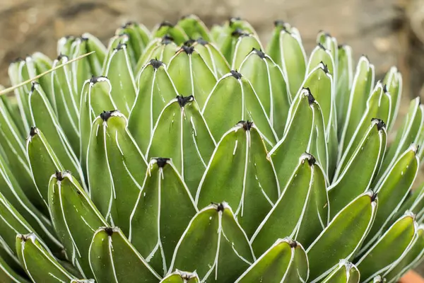 Succulents Dans Habitat Naturel Cactus Dans Désert Extérieur — Photo