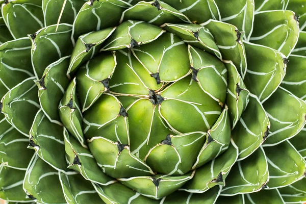 Succulents Dans Habitat Naturel Cactus Dans Désert Extérieur — Photo