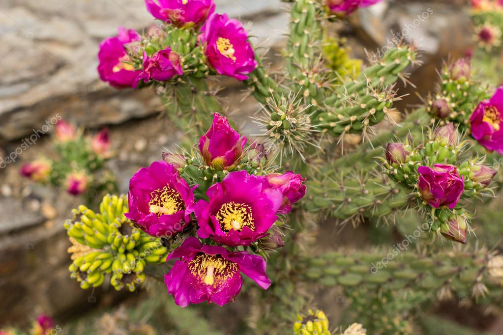 Fotos de Suculentas Hábitat Natural Cactus Desierto Aire Libre - Imagen de  © serejkakovalev #203646786