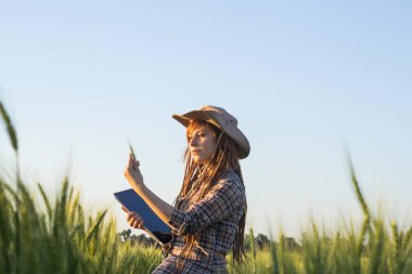 Tablet ellerde ile çiftçi iş genç kadın buğday alanları