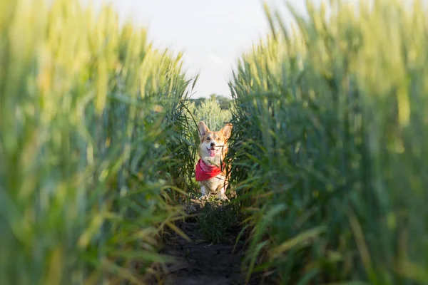 필드에서에서 귀여운 Corgi 강아지의 초상화 — 스톡 사진