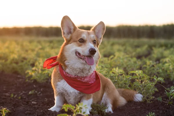 Retrato Divertido Lindo Perro Corgi Aire Libre Los Campos Verano —  Fotos de Stock