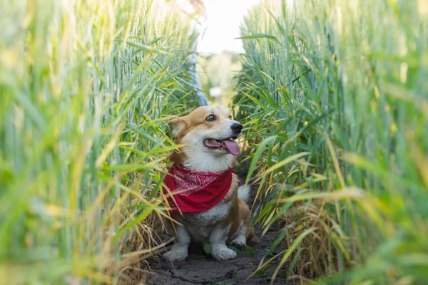 Retrato Engraçado Cão Corgi Bonito Livre Campos Verão — Fotografia de Stock