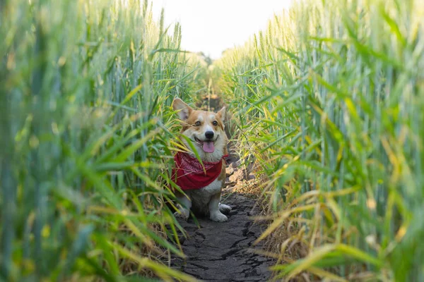 Lustiges Porträt Des Niedlichen Corgi Hundes Freien Auf Sommerfeldern — Stockfoto