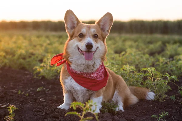 Retrato Divertido Lindo Perro Corgi Aire Libre Los Campos Verano —  Fotos de Stock