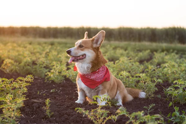 Retrato Divertido Lindo Perro Corgi Aire Libre Los Campos Verano —  Fotos de Stock