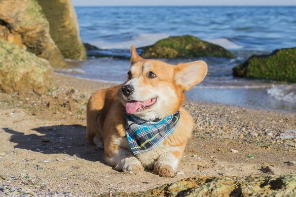 Niedlicher Corgi Hund Entspannt Sich Sommerstrand — kostenloses Stockfoto