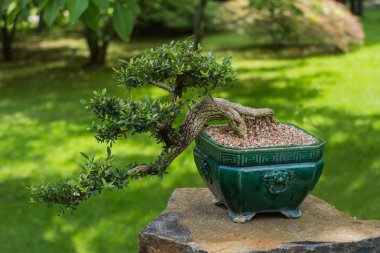 Japon bahçe içinde bonsai ağaç fotoğrafı kapatın