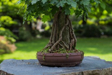 Japon bahçe içinde bonsai ağaç fotoğrafı kapatın