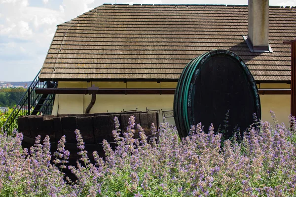 Weinberglandschaft Chez Republic Garten Prag Sommer — kostenloses Stockfoto