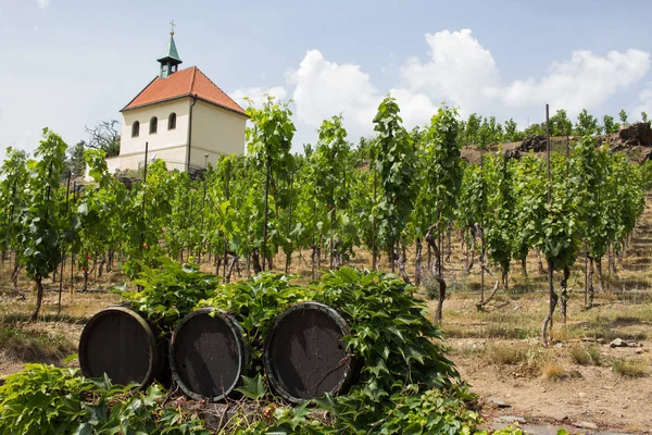Landscape Vineyard Chez Republic Garden Prague Summer Time — Stock Photo, Image