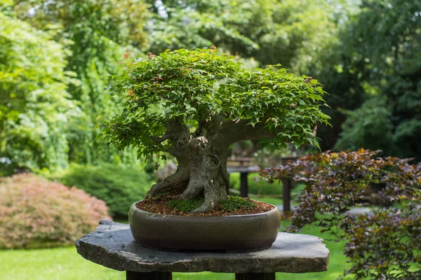 Japon bahçe içinde bonsai ağaç fotoğrafı kapatın