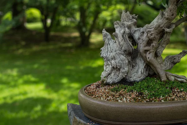 Close Imagem Árvore Bonsai Jardim Japonês — Fotografia de Stock