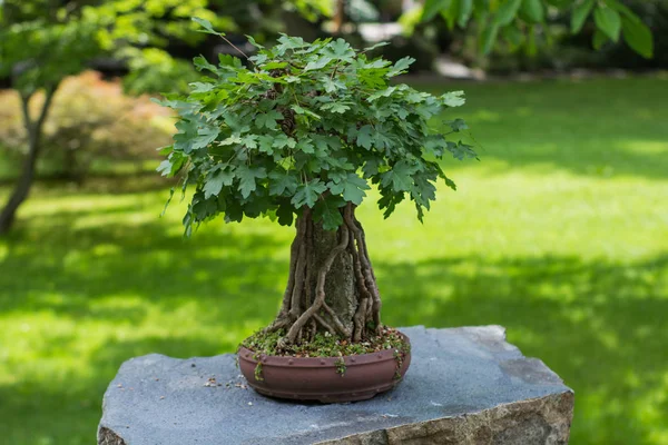 Close Picture Bonsai Tree Japanese Garden — Stock Photo, Image