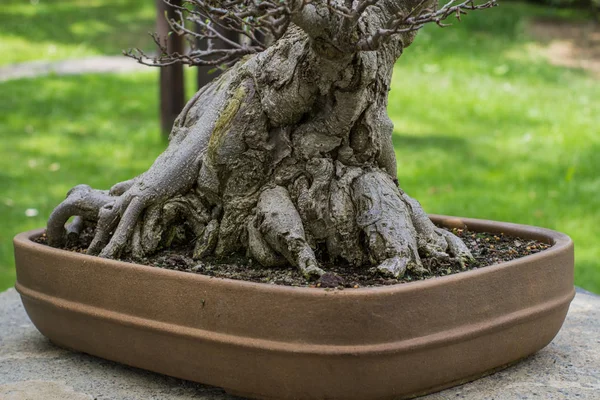 Close Imagem Árvore Bonsai Jardim Japonês — Fotografia de Stock