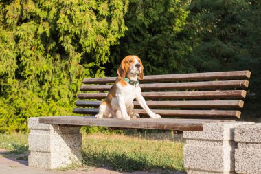 şirin beagle köpek park, güneşli yaz günü poz