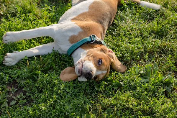 Aranyos Beagle Kutya Pózol Parkban Napsütéses Nyári Napon — Stock Fotó