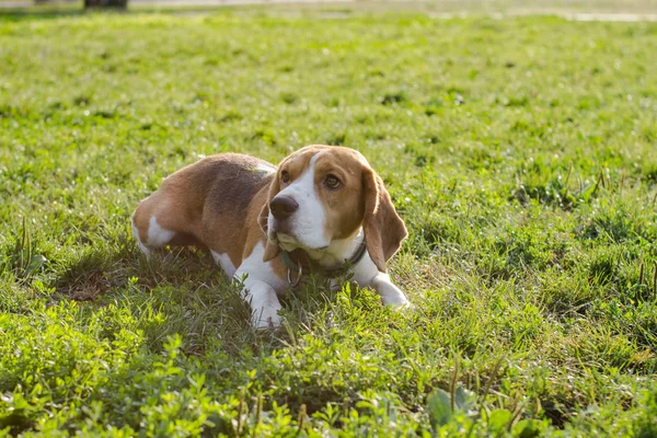 Χαριτωμένο Beagle Σκύλο Που Ποζάρει Στο Πάρκο Ηλιόλουστη Μέρα Του — Φωτογραφία Αρχείου