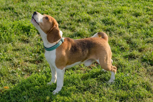 Schattig Beagle Hond Poseren Het Park Zonnige Zomerdag — Stockfoto