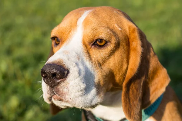 Χαριτωμένο Beagle Σκύλο Που Ποζάρει Στο Πάρκο Ηλιόλουστη Μέρα Του — Φωτογραφία Αρχείου