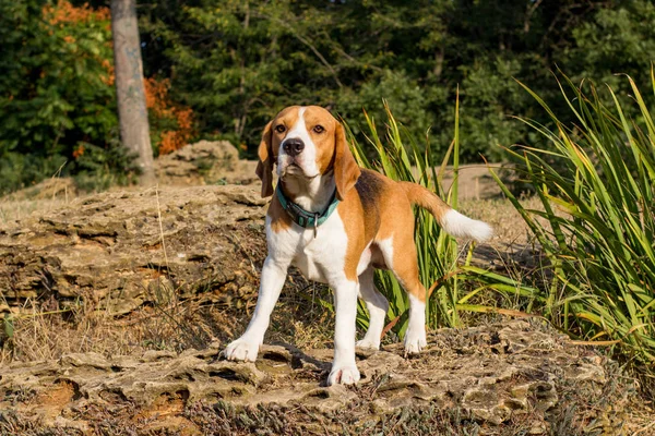 Schattig Beagle Hond Poseren Het Park Zonnige Zomerdag — Stockfoto