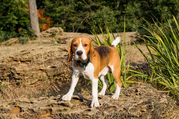 Schattig Beagle Hond Poseren Het Park Zonnige Zomerdag — Stockfoto