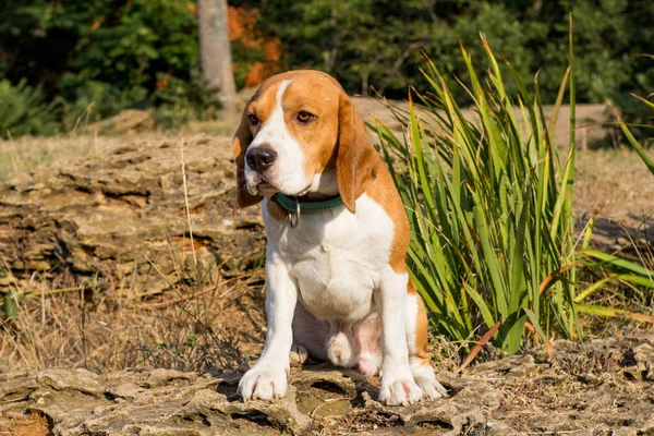 Schattig Beagle Hond Poseren Het Park Zonnige Zomerdag — Stockfoto