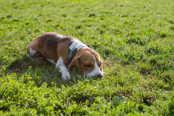 Χαριτωμένο Beagle Σκύλο Που Ποζάρει Στο Πάρκο Ηλιόλουστη Μέρα Του — Φωτογραφία Αρχείου