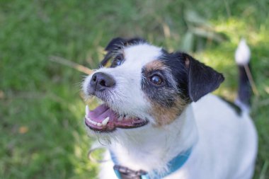 jack Russell terrier oyun yaz parkta yeşil çimenlerin üzerinde