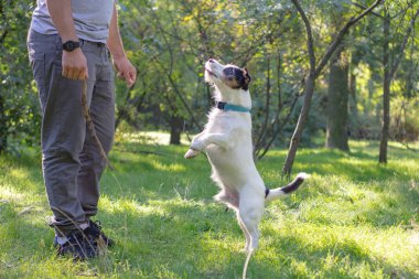 jack Russell terrier oyun yaz parkta yeşil çimenlerin üzerinde