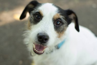 jack Russell terrier oyun yaz parkta yeşil çimenlerin üzerinde