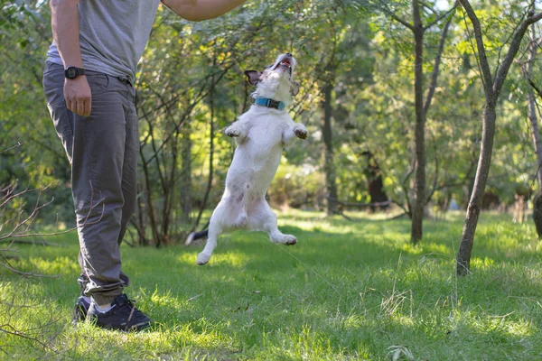 Jack Russell Terrier Jouer Dans Parc Été Sur Herbe Verte — Photo