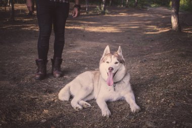 Genç hipster siyah kot pantolon deri çizmeler ve gömlek yürümek orman ile Sibirya husky köpek