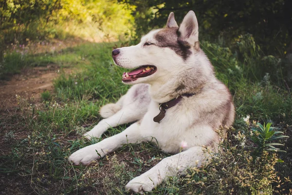 Siberian Husky Cão Relaxar Floresta Verão — Fotografia de Stock