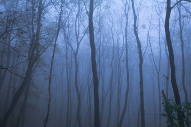 Sisli sonbahar park, yatay, soğuk mavi renklerde birçok ağaçlar