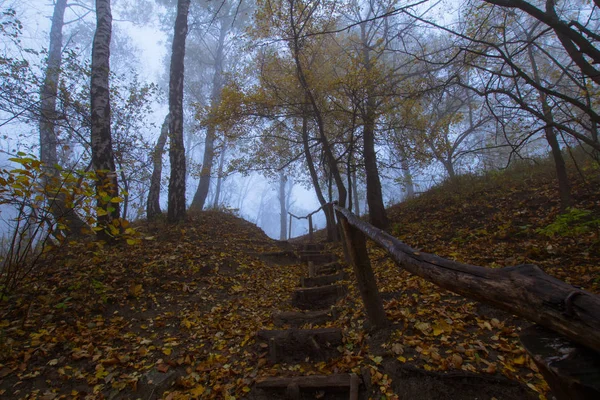 Krajina Mlhavé Podzimní Park Mnoho Stromů Chladné Modré Barvy — Stock fotografie