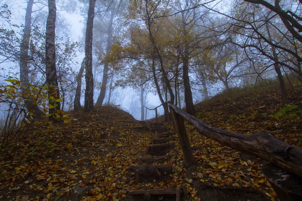 Paisaje Con Niebla Parque Otoño Muchos Árboles Colores Azules Fríos —  Fotos de Stock