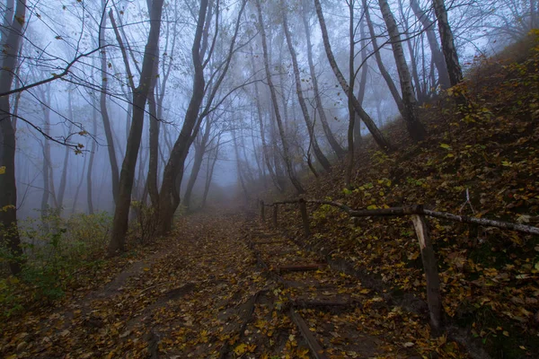 Paisaje Con Niebla Parque Otoño Muchos Árboles Colores Azules Fríos —  Fotos de Stock