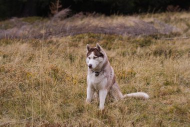 Sonbahar dağ orman Husky köpek