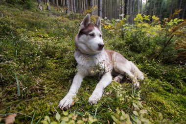 Sonbahar dağ orman Husky köpek