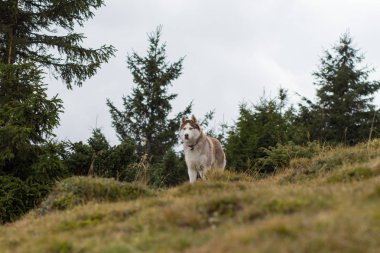 Sonbahar dağ orman Husky köpek