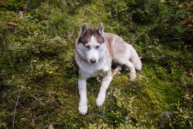 Sonbahar dağ orman Husky köpek