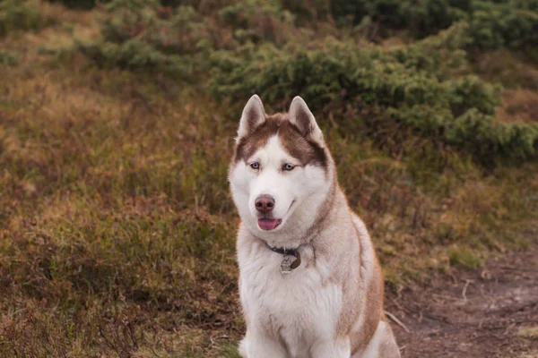 Husky Perro Bosque Montaña Otoño —  Fotos de Stock