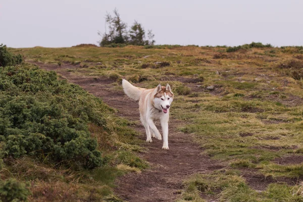 秋の山森のハスキー犬 — ストック写真