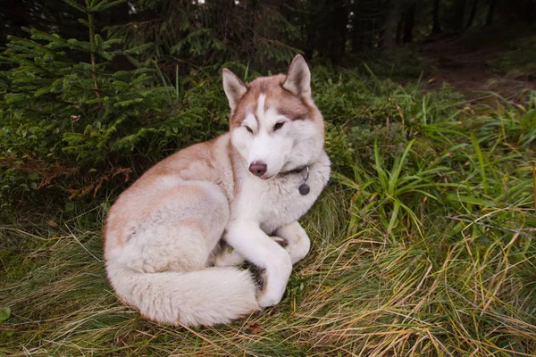 Husky Cão Floresta Montanha Outono — Fotografia de Stock