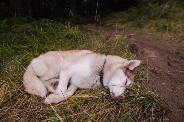 Husky Cão Floresta Montanha Outono — Fotografia de Stock